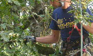 Tree Pruning Improves the Health of Trees