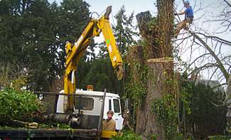 Skilled and Professional Tree Removal